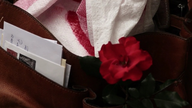 Video Reference: flower, petal, plant, rose family, textile, rose