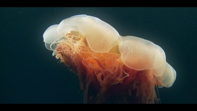 Video Reference: Jellyfish, Organism, Cnidaria, Marine invertebrates, Bioluminescence, Invertebrate, Box jellyfish, Marine biology