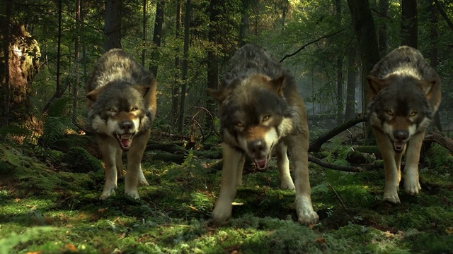 Video Reference: Vertebrate, Mammal, Canidae, Dog, Wolfdog, Czechoslovakian wolfdog, Dog breed, Native american indian dog, Carnivore, Northern inuit dog, Person