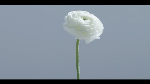Video Reference: flower, sky, plant, cut flowers, rose family, petal, rose, computer wallpaper, plant stem, still life photography