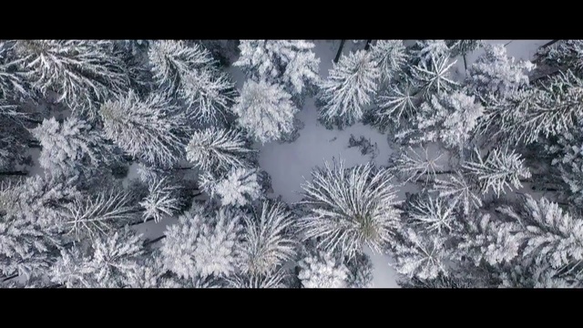 Video Reference: Nature, Tree, Frost, Organism, Freezing, Biome, Branch, Plant, Winter, Woody plant