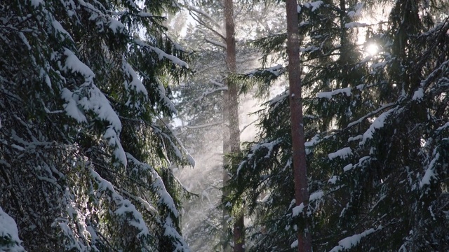 Video Reference: Tree, Nature, Forest, Natural environment, Tropical and subtropical coniferous forests, Old-growth forest, Biome, Nature reserve, Wilderness, Woody plant