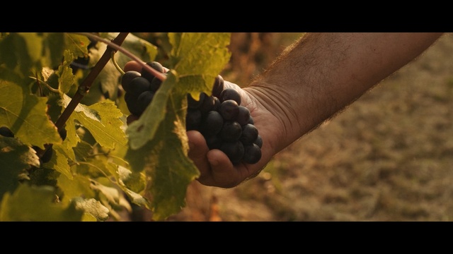 Video Reference: grape, grapevine family, fruit, agriculture, vitis, sunlight, produce, plant, tree