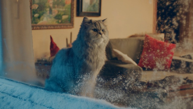 Video Reference: cat, blue, mammal, small to medium sized cats, vertebrate, snapshot, cat like mammal, whiskers, kitten, winter