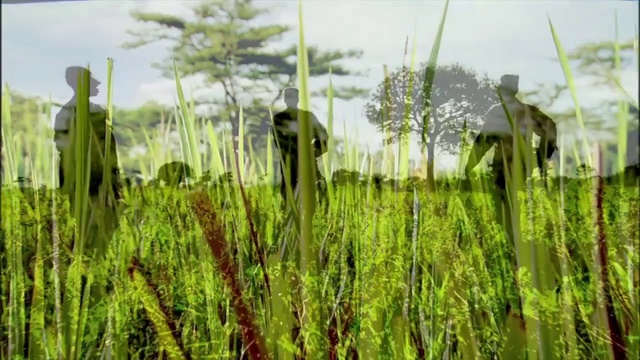 Video Reference: Nature, Vegetation, Grass, Plant, Natural landscape, Natural environment, Crop, Terrestrial plant, Grass family, Paddy field