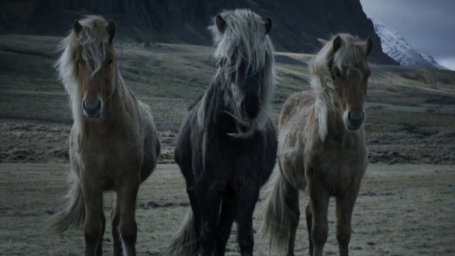 Video Reference: Vertebrate, Horse, Mammal, Mane, Herd, Mustang horse, Przewalskis horse, Shetland pony, Stallion, Pony