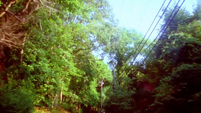 Video Reference: vegetation, nature, ecosystem, nature reserve, forest, rainforest, woodland, jungle, tree, old growth forest