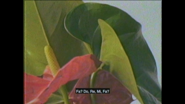 Video Reference: Leaf, Flower, Plant, Botany, Anthurium, Organism, Tree, Plant stem, Flowering plant, Person