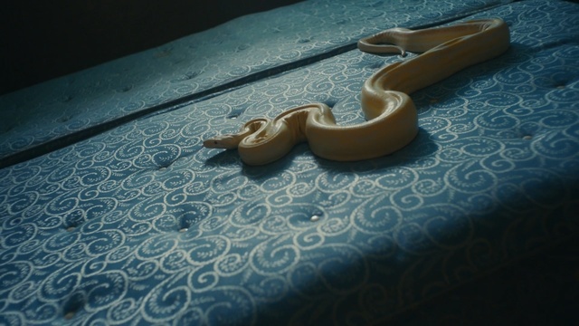 Video Reference: Snake, Boa, Boa constrictor, Reptile, Scaled reptile, Python, Corn Snake