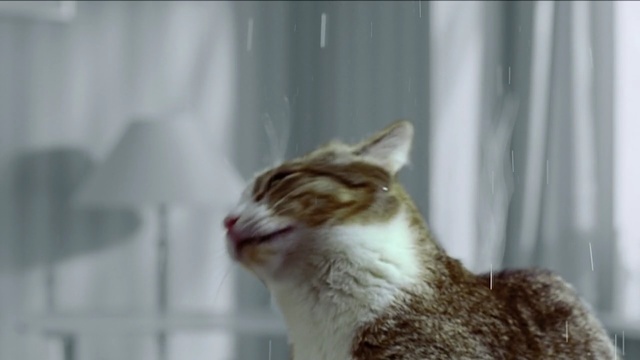 Video Reference: cat, facial expression, whiskers, fauna, mammal, small to medium sized cats, cat like mammal, yawn, snout, domestic short haired cat