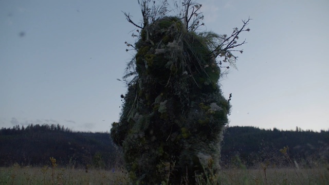 Video Reference: Tree, Woody plant, Plant, Branch, Trunk