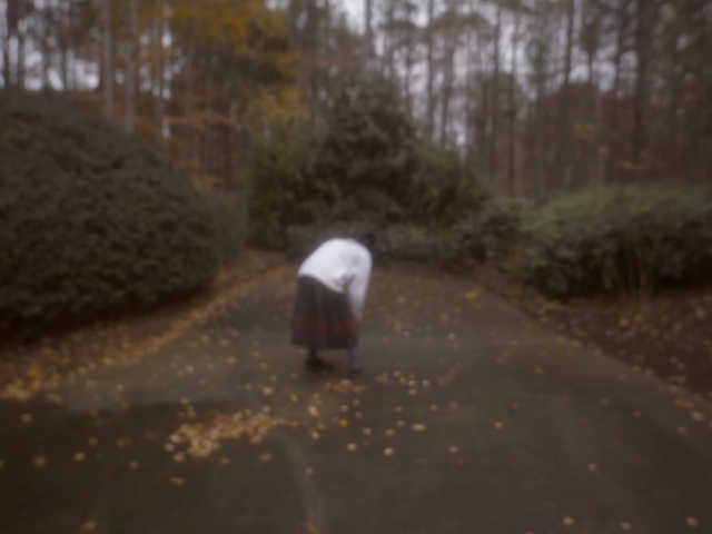 Video Reference: Nature, Atmospheric phenomenon, Leaf, Tree, Morning, Atmosphere, Road, Autumn, Wood, Landscape