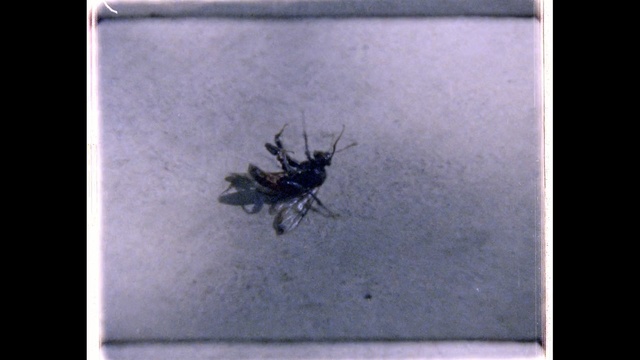 Video Reference: invertebrate, insect, fauna, arthropod, membrane winged insect, organism, spider, pest