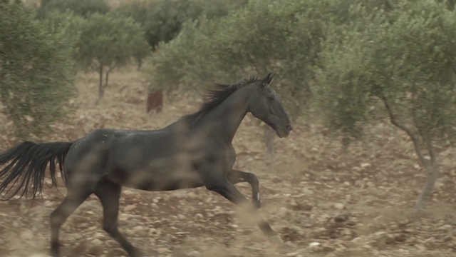 Video Reference: Horse, Mammal, Vertebrate, Mane, Stallion, Mustang horse, Mare, Colt, Wildlife, Ecoregion