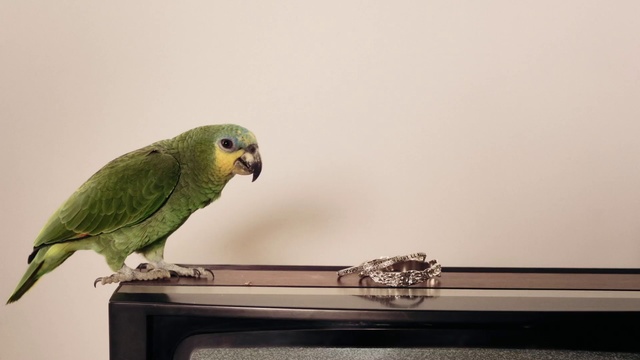 Video Reference: Bird, Budgie, Parakeet, Parrot, Green, Beak, Feather, Adaptation, Tail, Wing