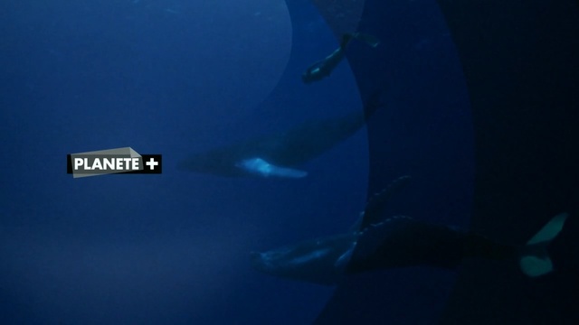 Video Reference: Marine biology, Underwater, Electric blue, Marine mammal, Whale