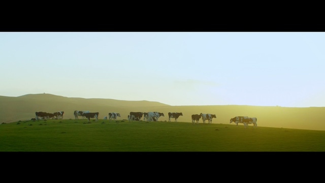 Video Reference: steppe, plain, land, sky, landscape, sunset, field, horizon, atmosphere, cloud, dune, tree, sun