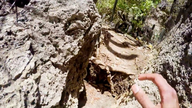 Video Reference: Soil, Rock, Tree, Root, Geology, Plant, Outcrop, Geological phenomenon, Bedrock, Wood