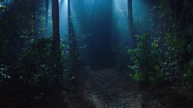 Video Reference: Nature, Green, Forest, Natural environment, Light, Woodland, Atmospheric phenomenon, Tree, Biome, Atmosphere