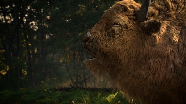 Video Reference: Vertebrate, Mammal, Wildlife, Terrestrial animal, Snout, Plant, Fawn, Fur