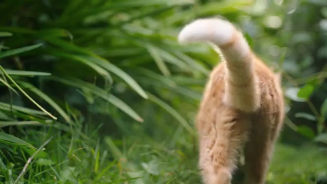 Video Reference: Nature, Grass, Wildlife, Terrestrial animal, Organism, Beak, Adaptation, Grass family, Tail, Bird