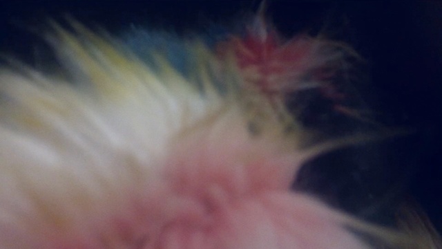 Video Reference: blue, nose, close up, macro photography, forehead, eye, whiskers, sky, mouth, organism