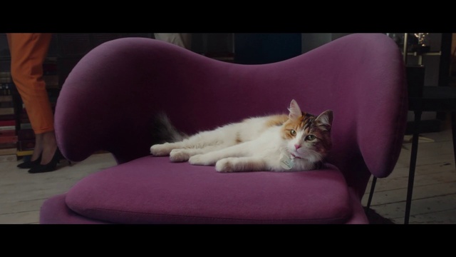 Video Reference: Cat, Mammal, Small to medium-sized cats, Felidae, Whiskers, Snapshot, Kitten, Carnivore, Couch, Mouth