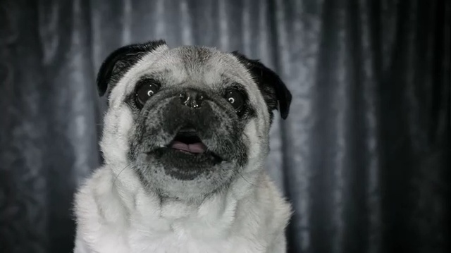 Video Reference: Pug, Vertebrate, Dog, Canidae, Mammal, Dog breed, Snout, Nose, Carnivore, Eye, Person