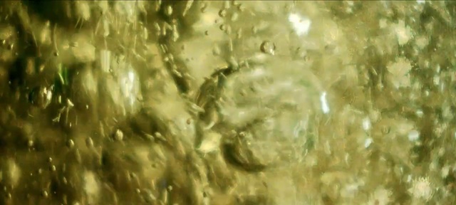 Video Reference: Nature, Water, Sunlight, Organism