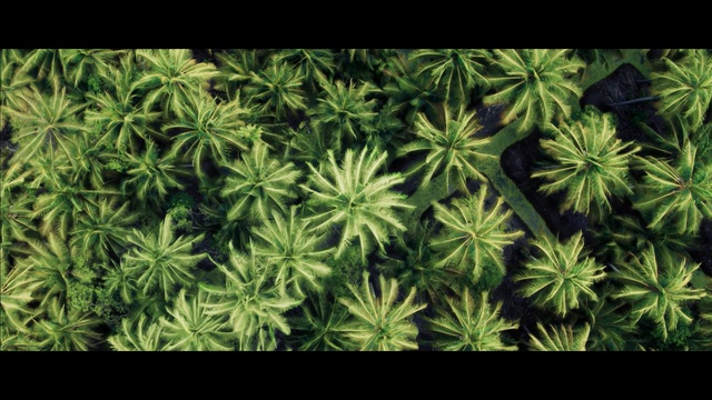 Video Reference: plant, vegetation, flora, leaf, hemp family, grass, organism, non vascular land plant, tree