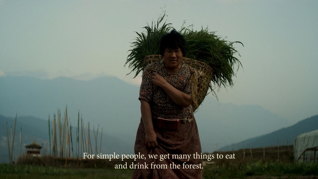 Video Reference: tree, sky, girl, grass, plant, Person