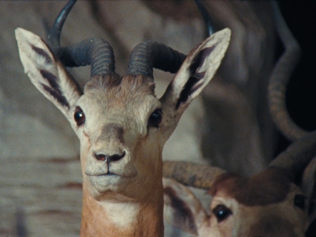 Video Reference: wildlife, horn, fauna, antelope, terrestrial animal, gazelle, impala, springbok, kudu, bongo, Person