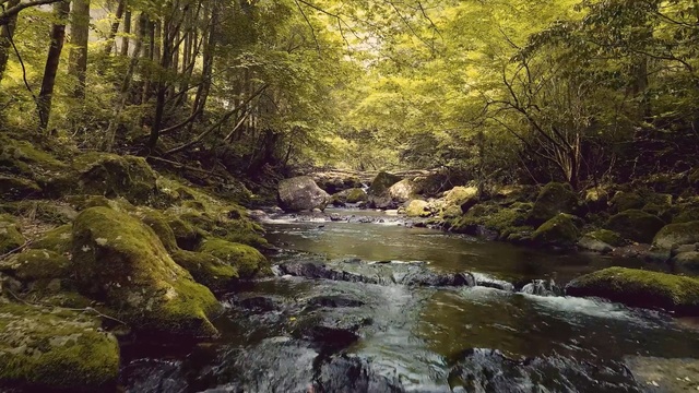 Video Reference: Natural landscape, Body of water, Nature, Stream, Watercourse, Water resources, Riparian zone, Water, Natural environment, Vegetation