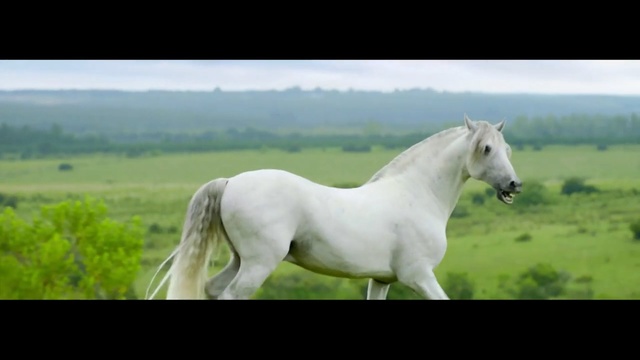 Video Reference: horse, ecosystem, grassland, pasture, mane, mare, horse like mammal, stallion, mustang horse, grass