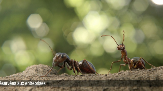 Video Reference: insect, pest, ant, membrane winged insect, invertebrate, organism, wasp, wildlife, macro photography, arthropod