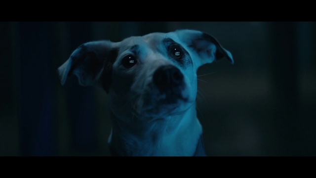 Video Reference: Dog breed, Black, Canidae, Dog, Snout, Nose, Eye, Darkness, Sporting Group, Carnivore