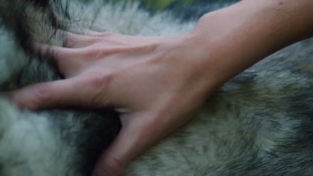 Video Reference: Hair, Skin, Hand, Close-up, Leg, Finger, Mouth, Foot, Muscle, Fur, Person, Animal, Indoor, Cat, Small, Laying, Close, Brown, Man, Woman, Holding, Someone, Dog, Bed, Head, White, Sleeping, Water, Monkey, Feet, Mammal, Domestic cat