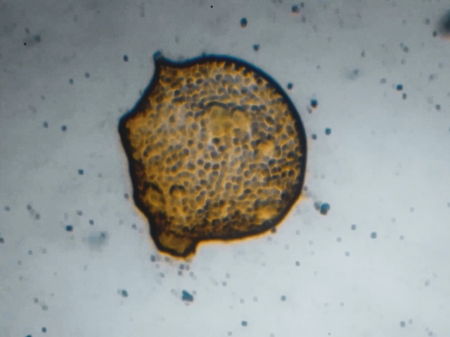 Video Reference: Organism