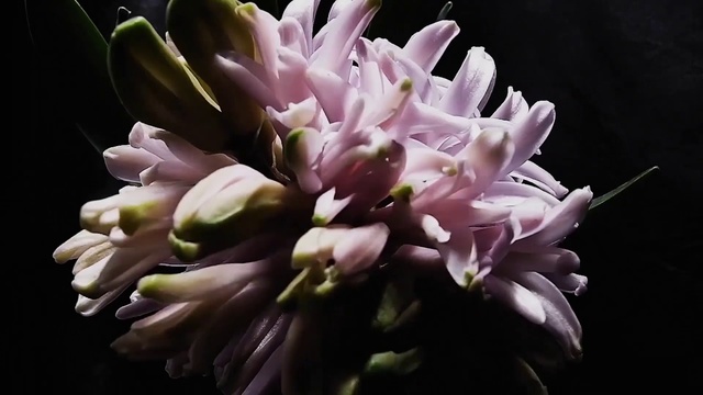 Video Reference: Flower, Flowering plant, Plant, Petal, Pink, Purple, Spring, Hyacinth, Orchid, Wildflower