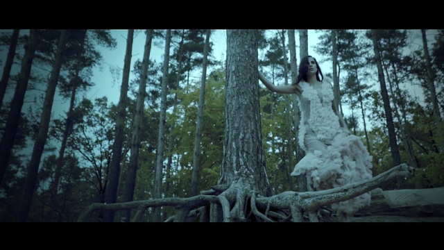 Video Reference: Tree, Nature, Forest, Natural environment, Woodland, Old-growth forest, Jungle, Trunk, Woody plant, Wilderness