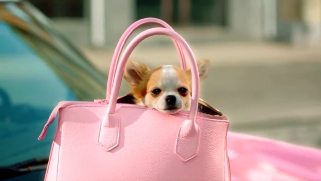 Video Reference: Dog, Canidae, Pink, Dog breed, Companion dog, Puppy, Snout, Chihuahua, Carnivore, Toy dog