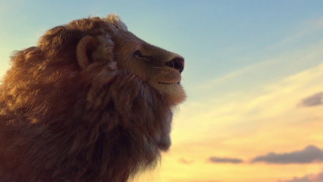 Video Reference: Mammal, Vertebrate, Camel, Bactrian camel, Camelid, Lion, Wildlife, Masai lion, Terrestrial animal, Snout