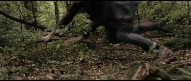 Video Reference: Nature, Woodland, Jungle, Forest, Natural environment, Wilderness, Tree, Wildlife, Old-growth forest, Rainforest