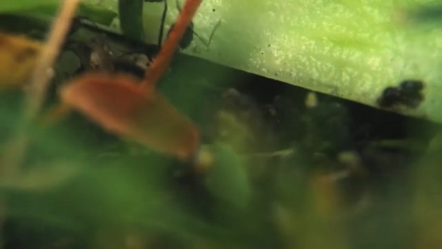Video Reference: Nature, Green, Leaf, Plant, Organism, Plant stem, Amphibian, Pest, Macro photography