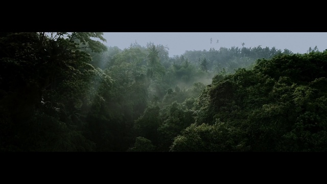 Video Reference: Nature, Vegetation, Atmospheric phenomenon, Forest, Natural environment, Jungle, Rainforest, Biome, Green, Natural landscape
