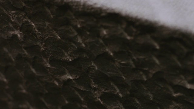 Video Reference: Black, Brown, Fur, Leather, Sky, Textile, Pattern