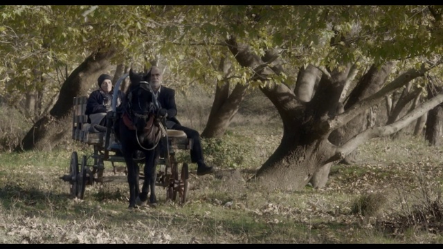 Video Reference: Horse, Pack animal, Working animal, Horse and buggy, Carriage, Organism, Vehicle, Horse harness, Wildlife, Chariot