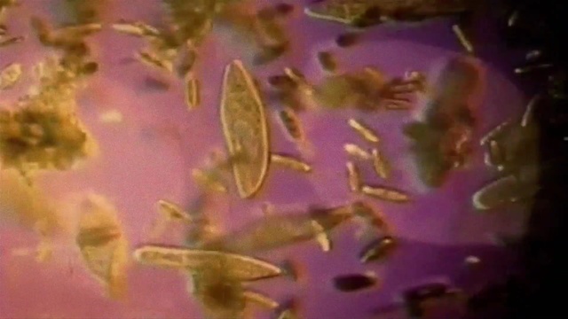 Video Reference: yellow, flora, organism, leaf, close up, petal, macro photography, computer wallpaper