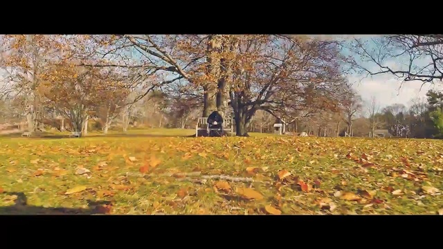 Video Reference: nature, leaf, autumn, tree, woody plant, woodland, ecosystem, grove, grass, deciduous