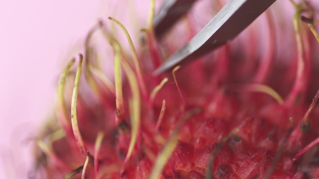 Video Reference: red, pink, close up, macro photography, flora, petal, plant, plant stem, flower